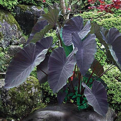 Colocasia esculenta Back Magic: a pest and disease-resistant plant for stress-free gardening